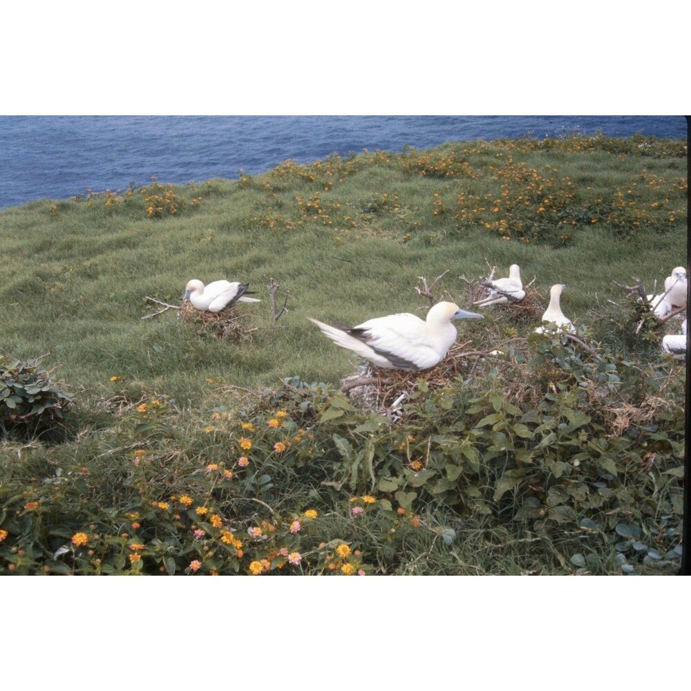1960s Kodak 35mm Slide Hawaii Travels, gannet nesting colony #3 (5) - Picture 1 of 1